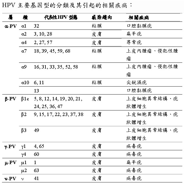 HPV 感染分型圖